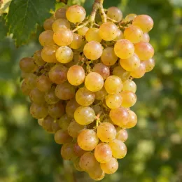 Cépage blanc 'Romorantin' (Vitis vinifera) — grosse grappe de raisins jaunes au soleil · Photo d'illustration