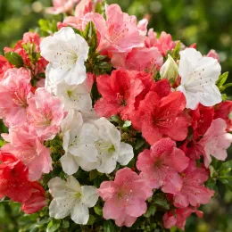 Azalée japonaise (Azalea japonica) — bouquet dense de fleurs bicolores en gros plan