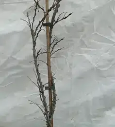 Argousier 'Aley ♂' (Hippophae rhamnoides) — jeune arbuste nu tuteuré en pot plastique · Pot 3L