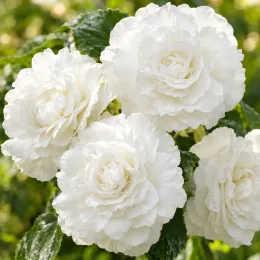 Bégonia retombant 'Cascade blanc' (Begonia) — gros plan de grandes fleurs blanches doubles · Photo d'illustration