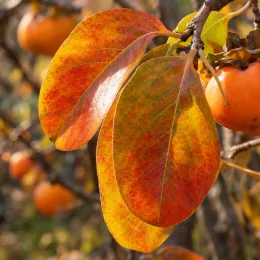 Plaqueminier 'Vaniglia' (Diospyros kaki) — feuilles colorées et fruits orangés sur branches