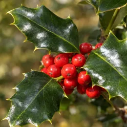 Houx commun 'Nellie ® stevens' (Ilex aquifolium) — gros plan de feuilles luisantes et baies rouges · Photo d'illustration