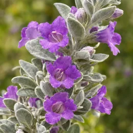 Sauge du désert 'Laredo' (Leucophyllum frutescens) — gros plan de fleurs violettes et feuilles argentées