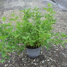 Cornouiller soyeux 'Flaviramea' (Cornus sericea) — arbuste vert touffu en pot sur gravier · Pot 7.5L