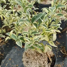 Troène du japon 'Briquinze' (Ligustrum japonicum) — jeune arbuste au feuillage panaché en pot · Pot 3L Touffe