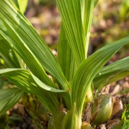 Orchidée blétille striée 'Var. hyacinthina' (Bletia striata) — gros plan sur feuilles nervurées vertes basales
