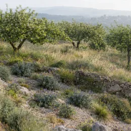 Véronique rampante à feuilles d'eucalyptus (Parahebe perfoliata) — massif de plantes basses sur terrain rocailleux · Photo d'illustration
