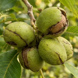 Noyer hybride 'Ng23 lataule' (Juglans nigra) — gros plan sur grappes de noix vertes