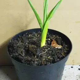 Ail d'ornement 'Silver spring' (Allium multibulbosum) — jeune plant à longues feuilles vertes en pot · Pot 1.5L