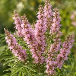 Arbre au poivre 'Rosea' (Vitex agnus) — grappes de petites fleurs roses avec feuillage vert