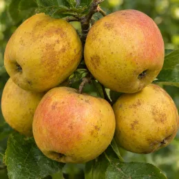 Pommier 'Belchard' (Malus domestica) — gros plan de plusieurs pommes sur l’arbre · Photo d'illustration