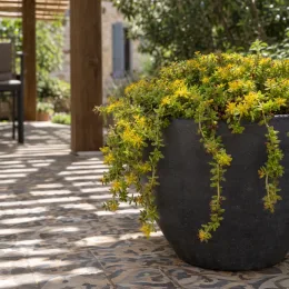 Orpin sarmenteux (Sedum sarmentosum) — plante retombante à petites fleurs jaunes sur terrasse · Photo d'illustration