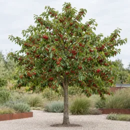 Cerisier 'Sweetheart' (Prunus avium) — arbre chargé de fruits rouges dans massif minéral