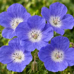 Géranium bleue à coeur blanc 'rozanne' 'Gerwat' (Geranium) — cinq fleurs bleues à cœur clair, gros plan · Photo d'illustration
