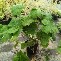 Géranium au parfum de citron (Pelargonium papilionaceum) — jeune plant feuillu en pot noir de pépinière · Pot 3L