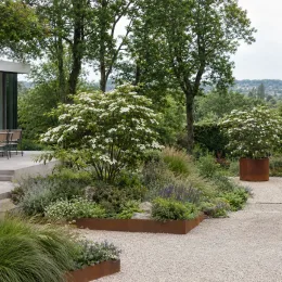 Cornouiller du japon 'Robert's select' (Cornus kousa) — arbustes fleuris dans massif moderne près d’une terrasse