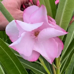 Laurier rose 'Louis Pouget' (Nerium oleander) — gros plan de fleur rose pâle ouverte