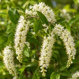 Itea 'Henry s garnet' (Itea virginica) — grappes de petites fleurs blanches pendantes · Photo d'illustration