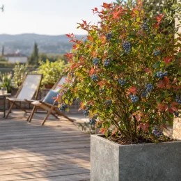 Myrtillier 'Legacy' (Vaccinium corymbosum) — arbuste fruitier en bac sur terrasse en bois · Photo d'illustration