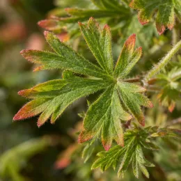 Pélargonium (Geranium sanguineum) — feuilles palmées vertes aux pointes rougeâtres · Photo d'illustration
