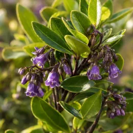 Pittospore 'Pompom' (Pittosporum tenuifolium) — petites fleurs violettes en clochettes parmi le feuillage · Photo d'illustration