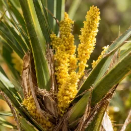 Palmier nain 'Vulcano' (Chamaerops humilis) — grappes de fleurs jaunes parmi des feuilles