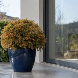 Cèdre du japon 'Globosa nana' (Cryptomeria japonica) — arbuste compact en boule dans grand pot bleu