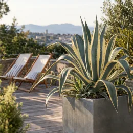 Agave américaine 'Variegata' (Agave americana) — grand agave graphique dans pot sur terrasse