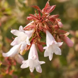 Abélia 'Tricolor charm' (Abelia grandiflora) — grappe de petites fleurs tubulaires blanches rosées