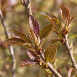 Pommier d'ornement 'Gulliver' (Malus transitoria) — jeunes feuilles allongées sur rameau, gros plan · Photo d'illustration