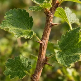 Groseillier à maquereau rouge 'Winham's industry' (Ribes uva) — tige épineuse avec feuilles vertes dentées