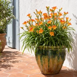 Hemerocalle (Hemerocalle thumbellina) — plante fleurie orange en pot vernissé sur terrasse · Photo d'illustration