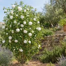 Althéa 'French cabaret white' (Hibiscus syriacus) — grand arbuste fleuri blanc dans un jardin