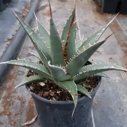 Agave (Agave kerchovei) — plante succulente acaule en pot de culture · Pot 2.5L