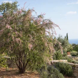 Tamaris de printemps rose (Tamarix africana) — grand arbuste fleuri dans jardin méditerranéen · Photo d'illustration