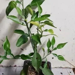 Ichang papeda (Citrus ichangensis) — jeune plant vert en pot plastique · Godet
