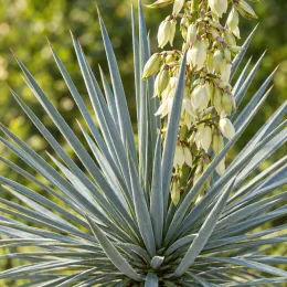 Yucca 'Saphire skies' (Yucca rostrata) — grappe de fleurs crème au-dessus de feuilles raides · Photo d'illustration