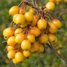 Pommier d'ornement 'Golden hornet' (Malus) — grappes de petits fruits jaunes sur branche