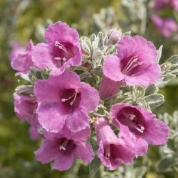 Sauge du désert 'San antonio rose' (Leucophyllum frutescens) — gros plan de fleurs violettes en clochettes