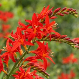 Montbrétia (Crocosmia lucifer) — grappes de fleurs rouges en gros plan · Photo d'illustration