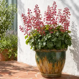 Heuchères 'Bell's' (Heuchera) — touffe dense au feuillage vert et fleurs rouges · Photo d'illustration