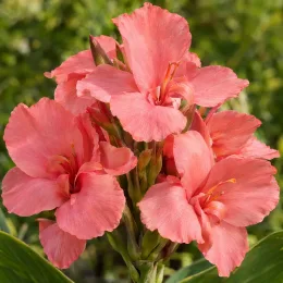 Canna — grappes de grandes fleurs roses en gros plan · Photo d'illustration