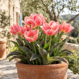Tulipe botanique greigii 'Princesse charmante' (Tulipa greigii) — touffe de tulipes roses en pot sur terrasse