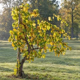 Vigne 'Chardonnay' (Vitis vinifera) — pied de vigne palissé chargé de grappes · Photo d'illustration
