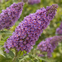 Buddleja (Buddleja davidii) — longue grappe de petites fleurs violettes