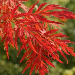Sumac de virginie 'Laciniata' (Rhus typhina) — feuillage très découpé aux tons rouges vifs · Photo d'illustration