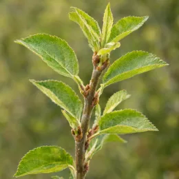 Pommier 'M9' (Malus domestica) — jeunes feuilles vertes sur rameau avec bourgeons · Photo d'illustration