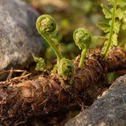 Polypode commun (Polypodium vulgare) — jeunes crosses de fougère sur rhizome entre pierres