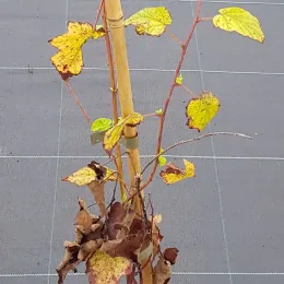 Ronce du yunnan (Rubus penduliflorus) — jeune tige grimpante aux feuilles jaunissantes sur tuteur · Pot 2.5L