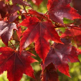 Érable rouge 'October glory' (Acer rubrum) — grand feuillage rouge vif en gros plan · Photo d'illustration